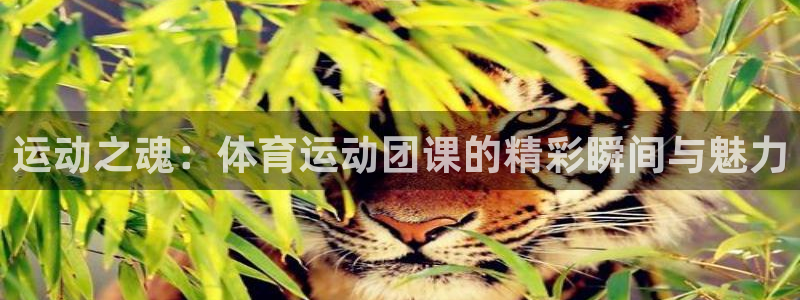 谈球吧